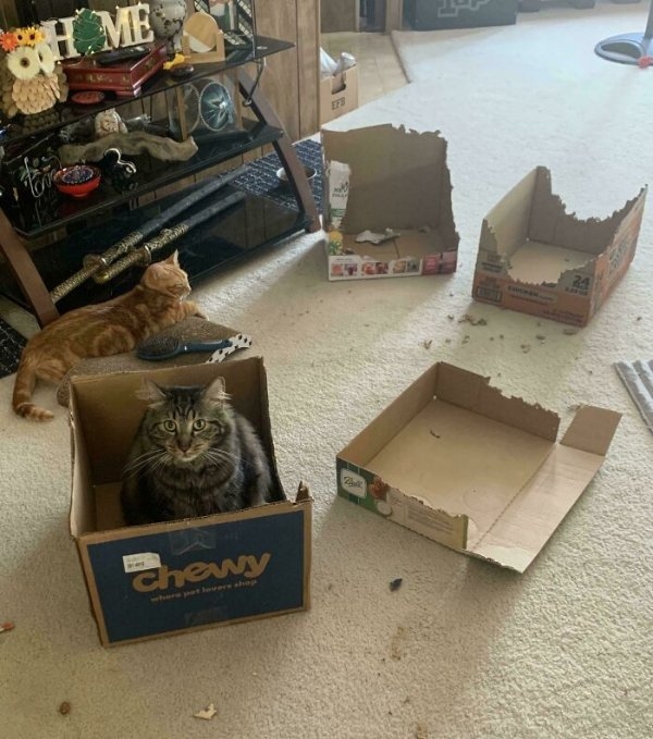 funnycats110_036