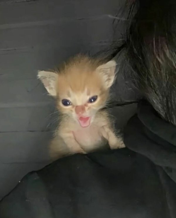 funnycats110_038