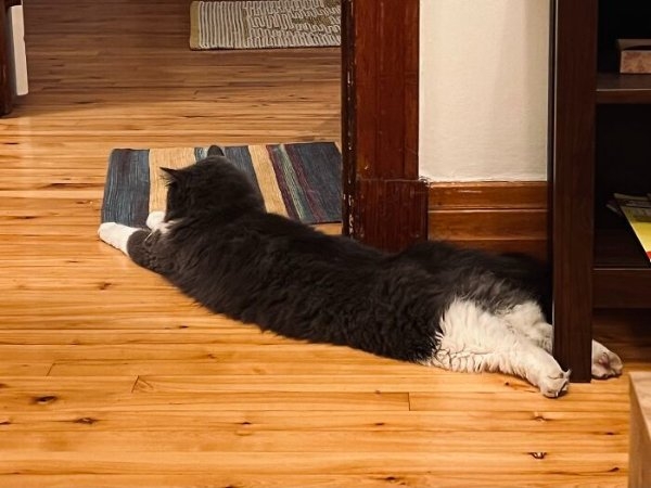 funnycats110_039