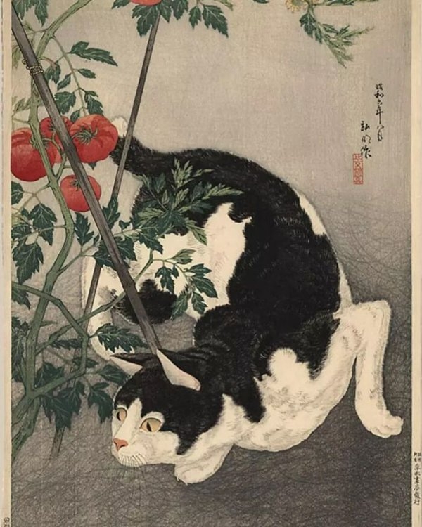 funnycats111_024