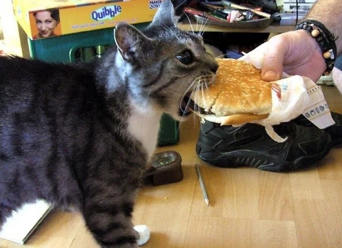 funnycats111_033