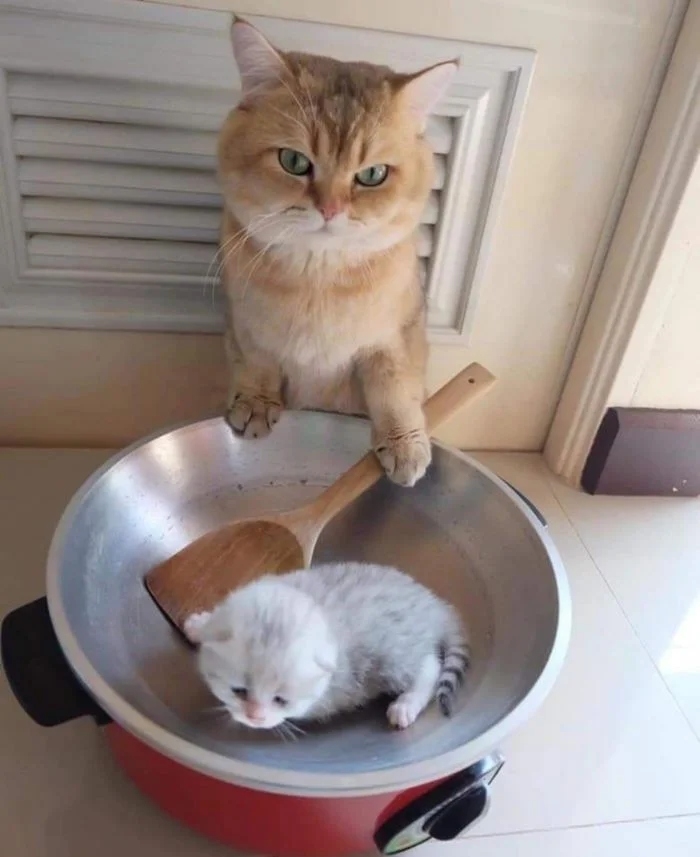 funnycats111_034