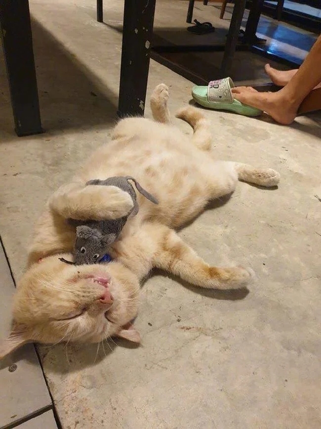 funnycats111_035