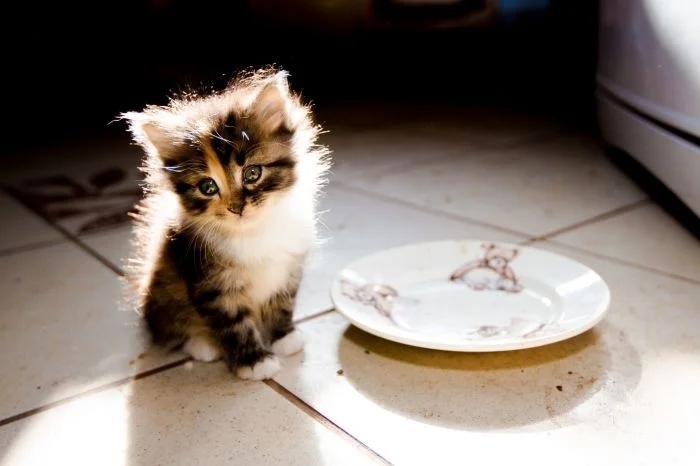 funnycats111_036