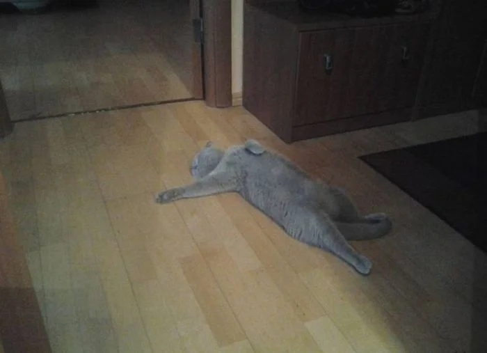 funnycats111_038