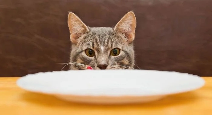 funnycats111_039