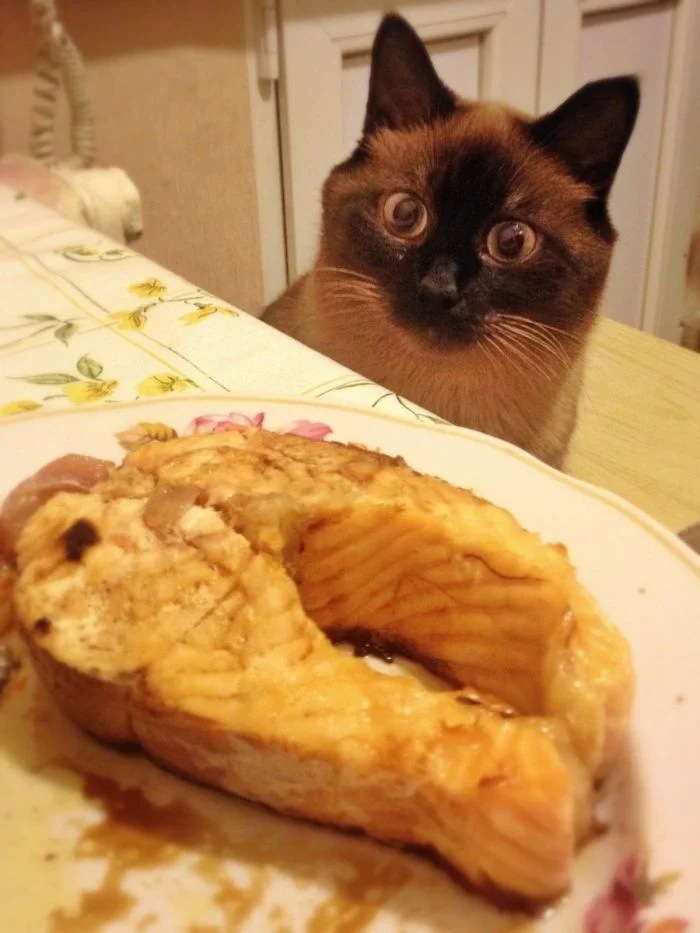 funnycats111_040