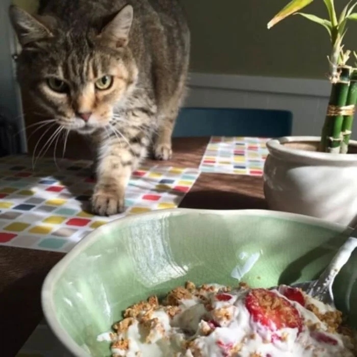 funnycats112_001