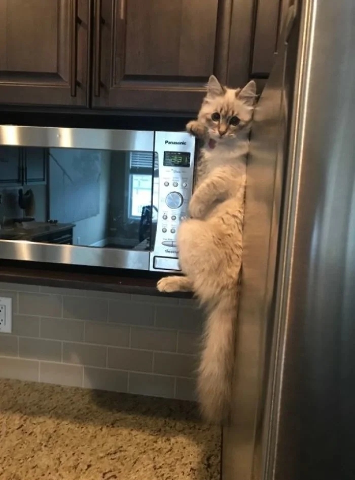 funnycats112_002