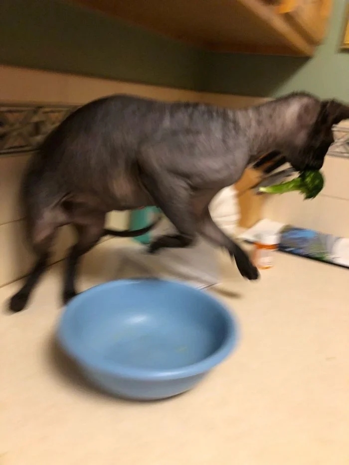 funnycats112_003
