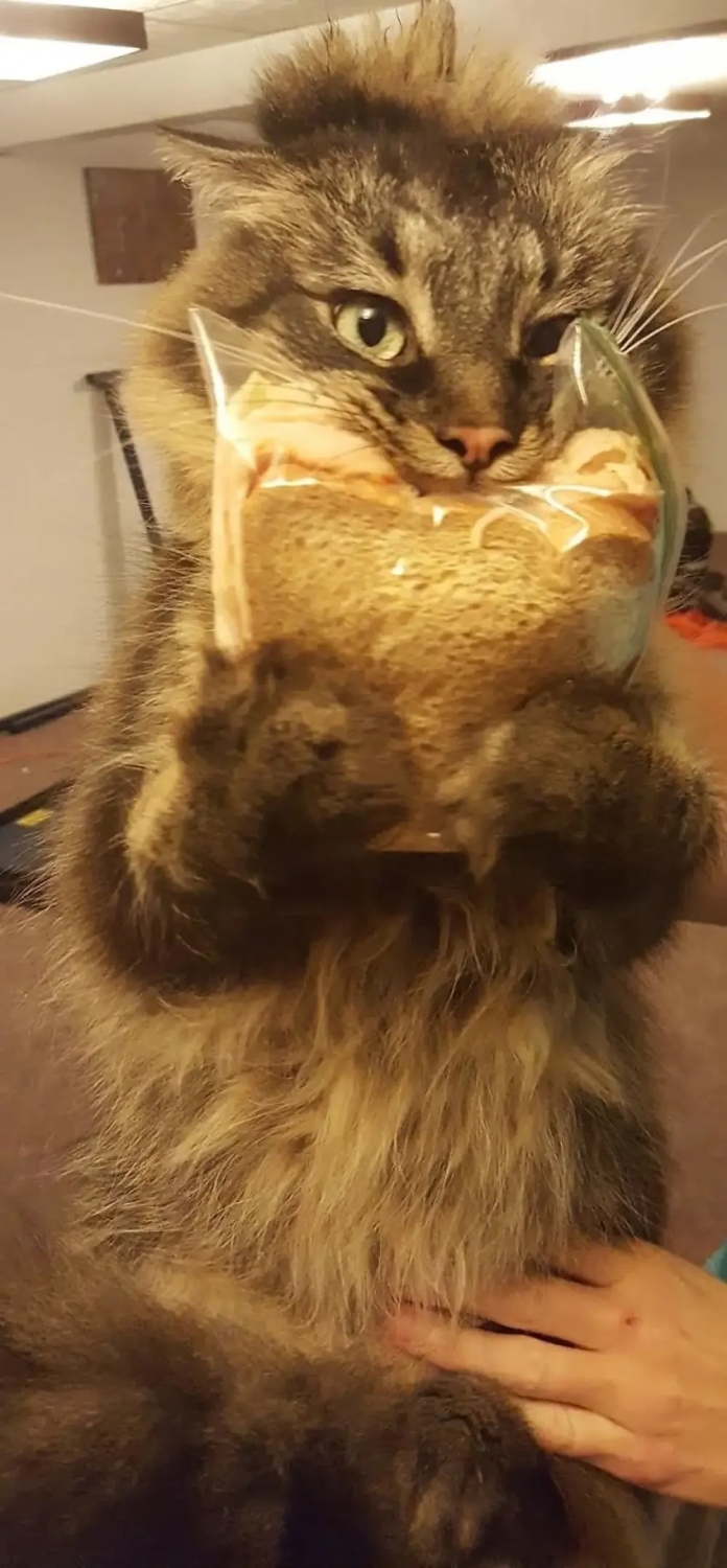 funnycats112_004