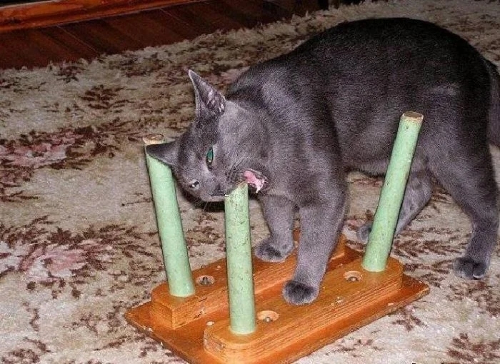 funnycats112_005