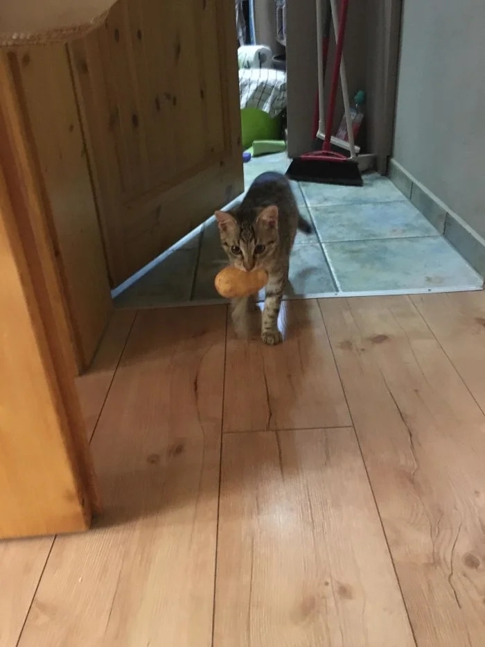funnycats112_006