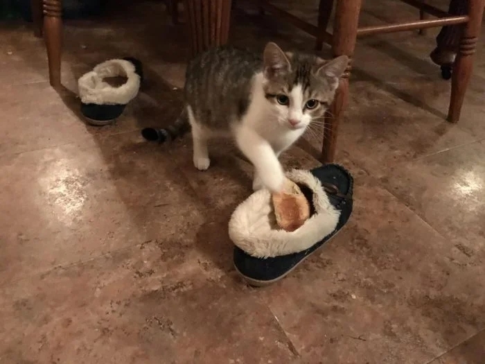 funnycats112_007