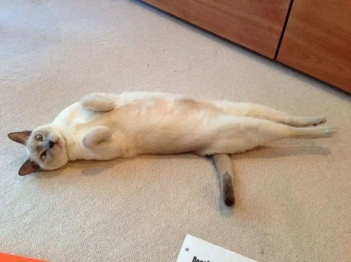 funnycats112_008