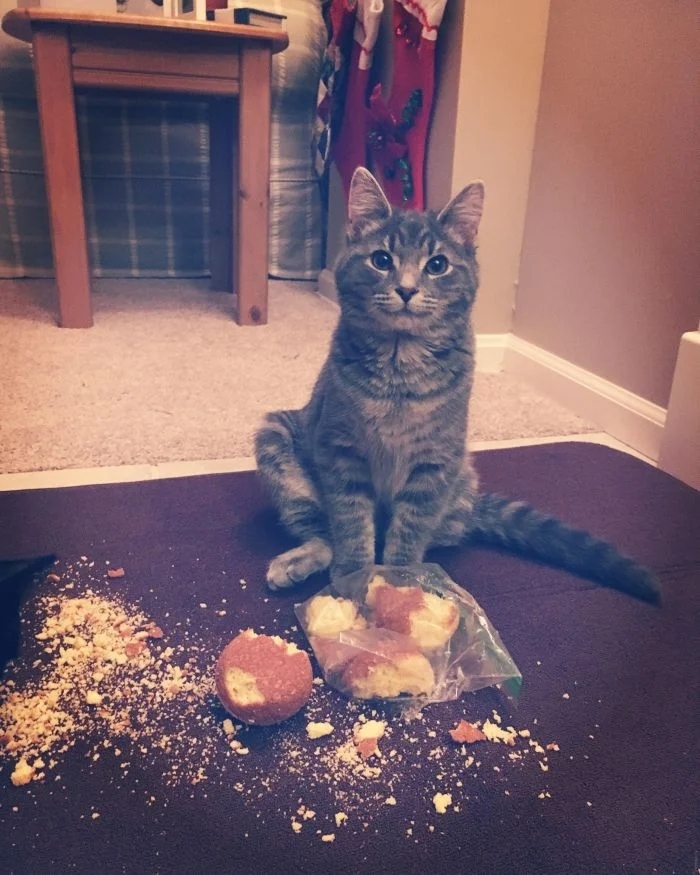 funnycats112_009