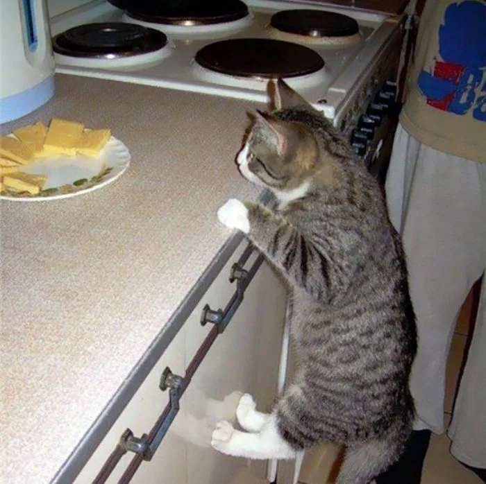 funnycats112_010