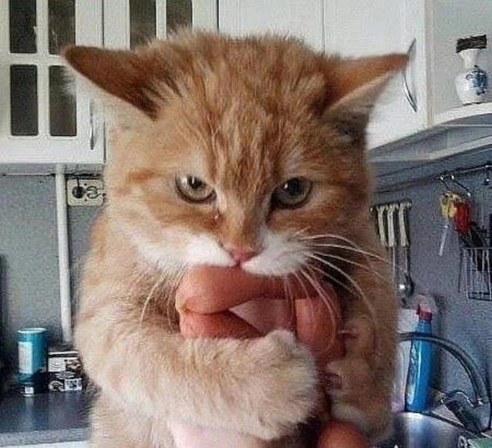 funnycats112_011