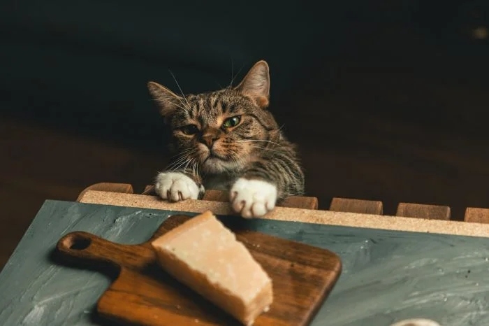 funnycats112_012