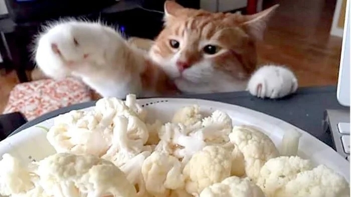funnycats112_013