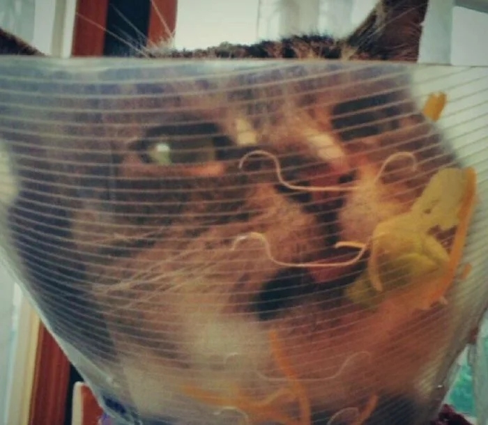 funnycats112_014