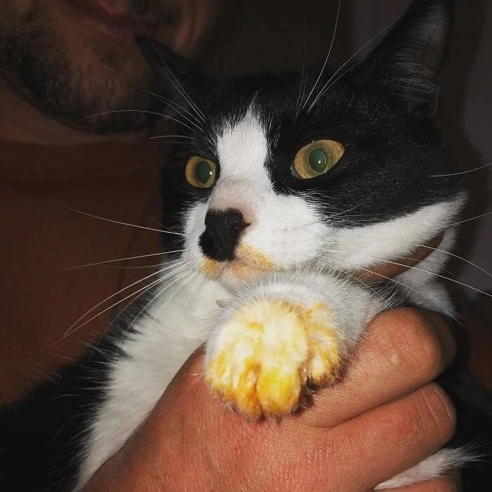 funnycats112_015
