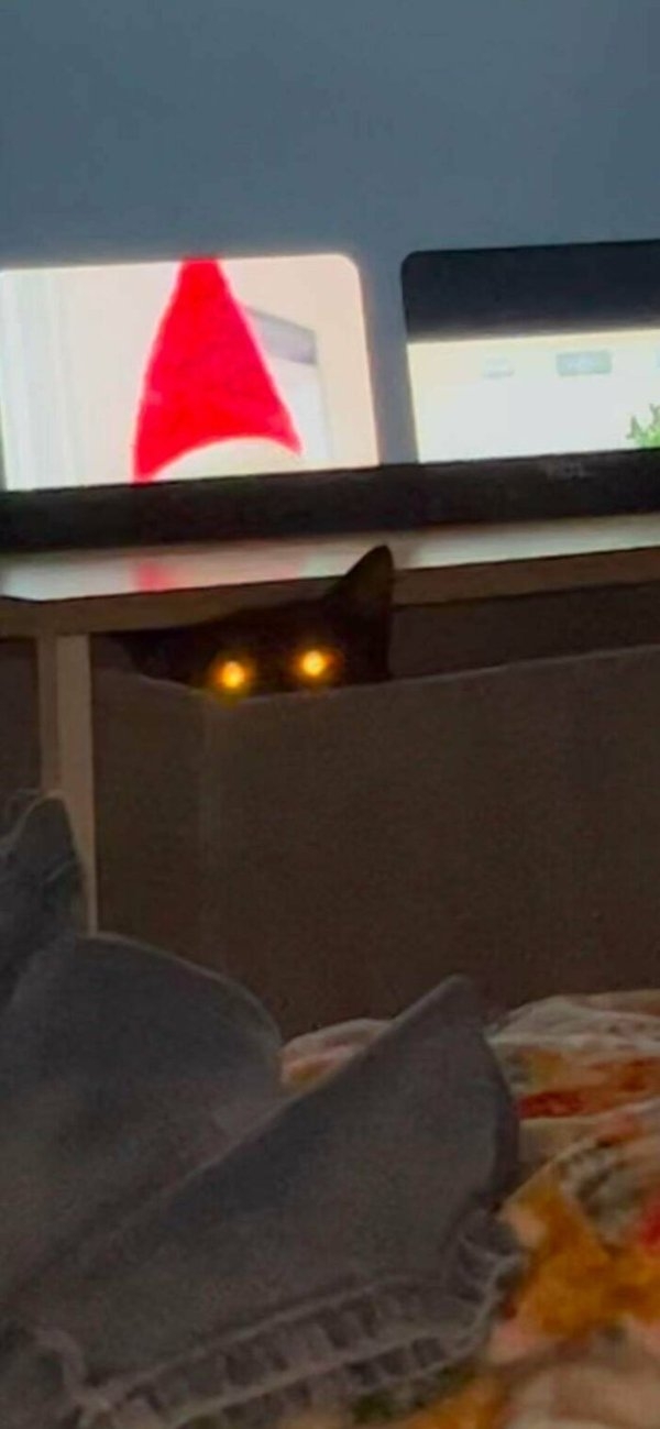 funnycats112_016