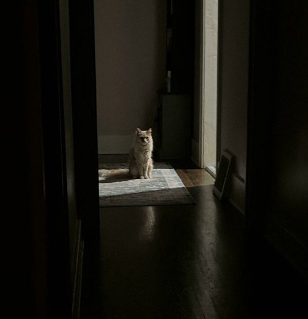 funnycats112_017