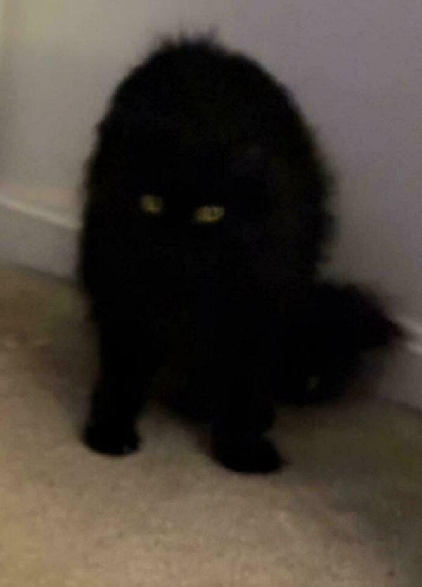 funnycats112_018