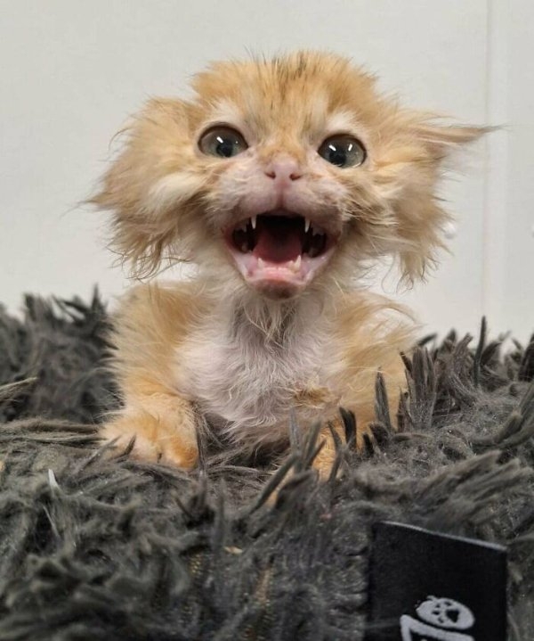 funnycats112_019