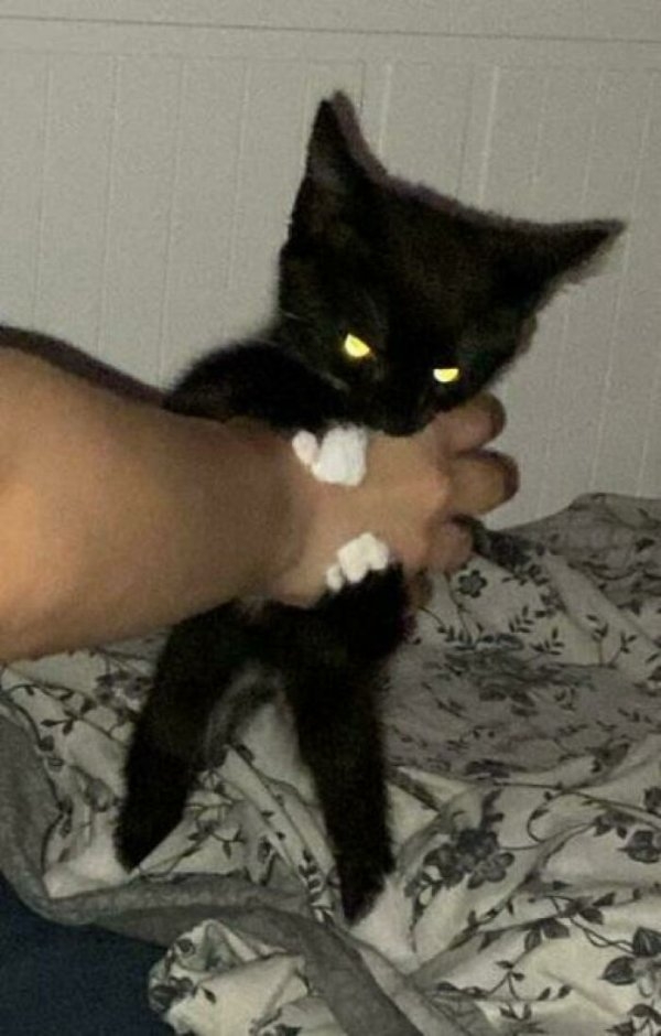 funnycats112_020