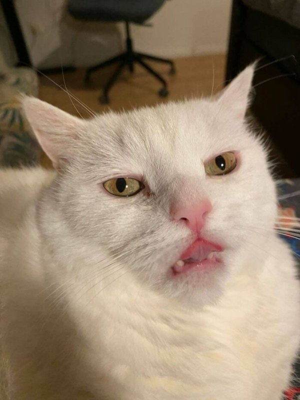 funnycats112_022