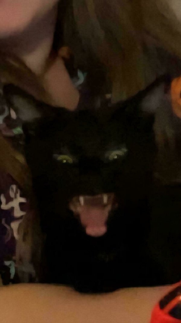 funnycats112_024