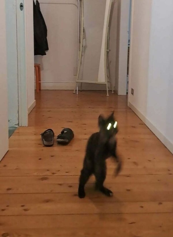 funnycats112_027