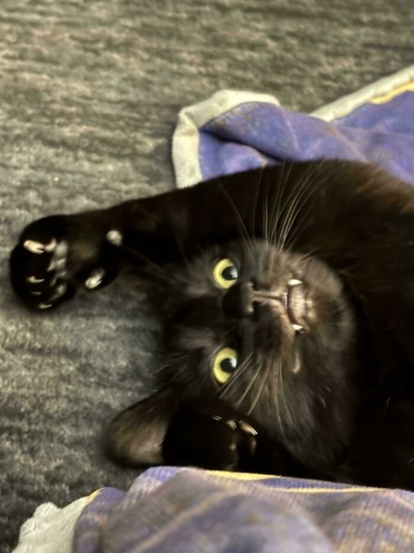 funnycats112_028
