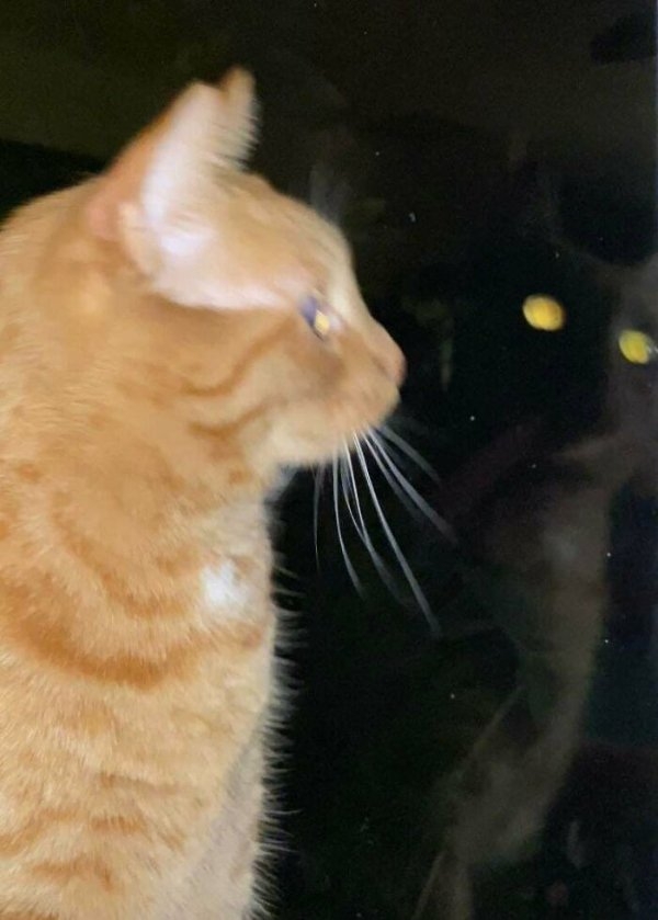 funnycats112_030