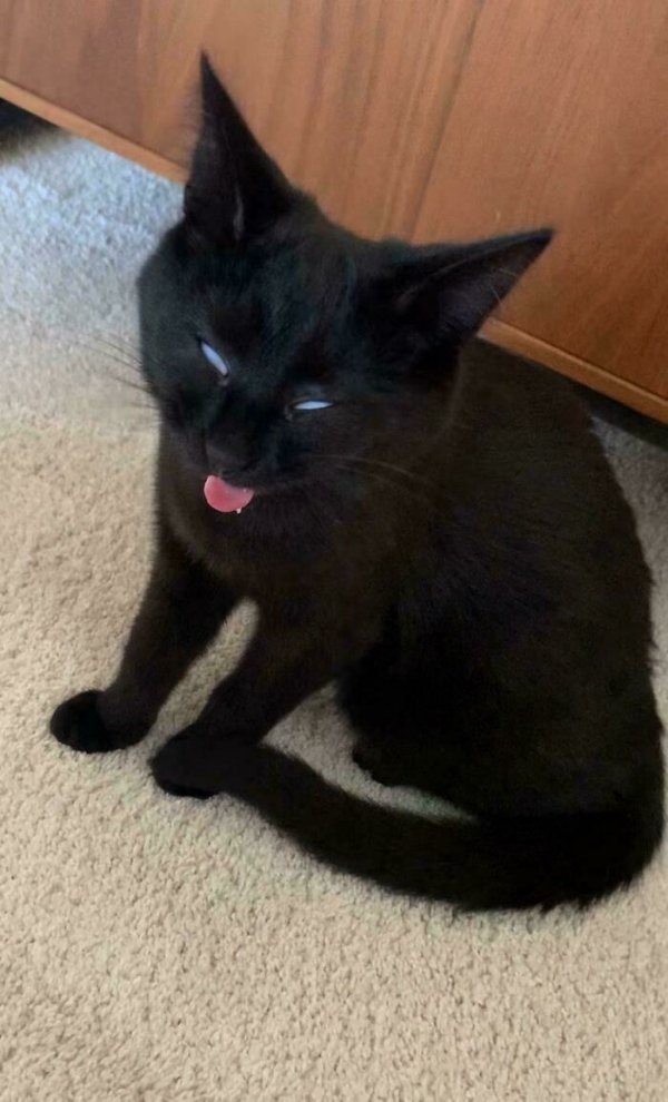 funnycats112_031