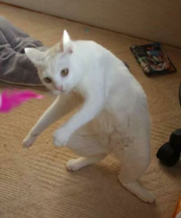 funnycats112_032