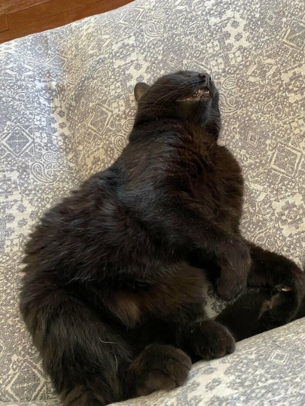 funnycats112_033