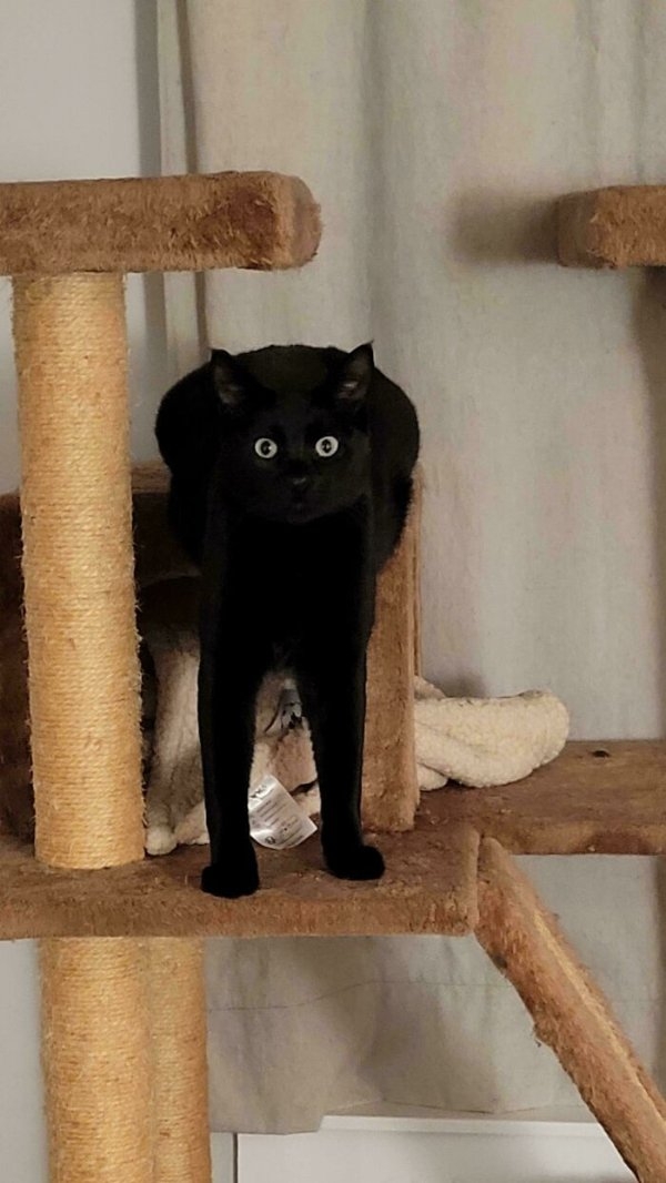 funnycats112_034