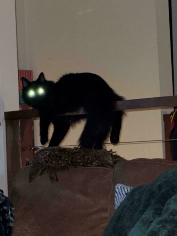 funnycats112_035