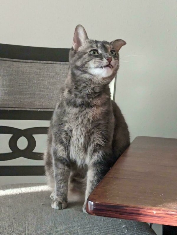 funnycats112_036
