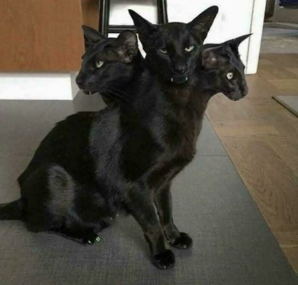funnycats112_037