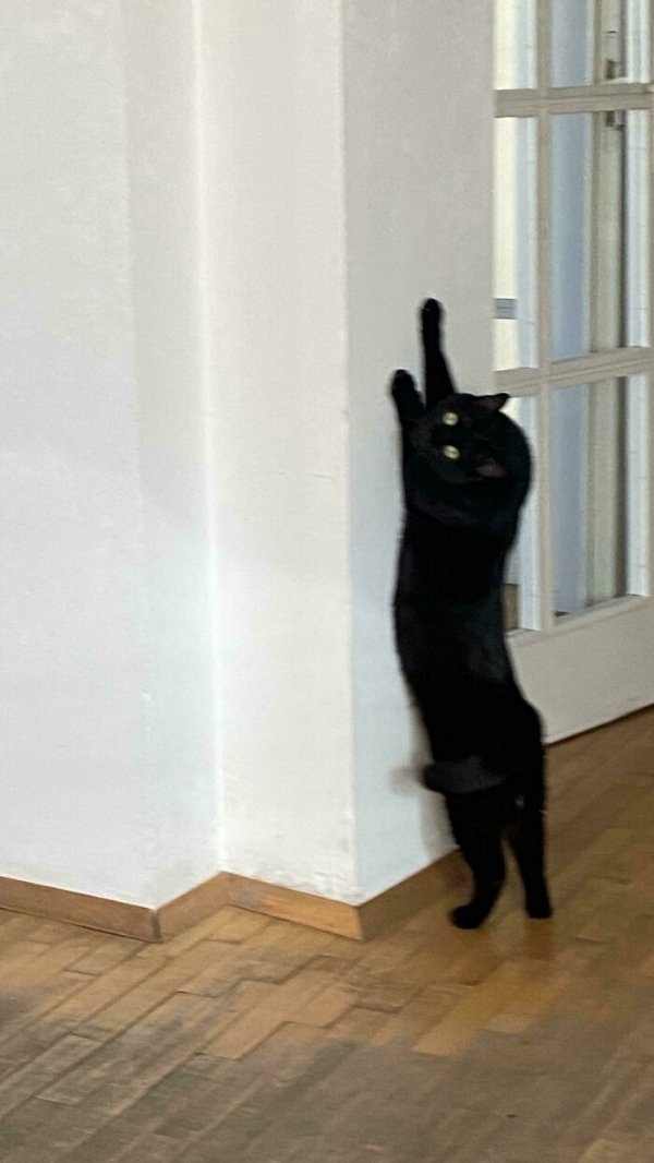 funnycats112_038