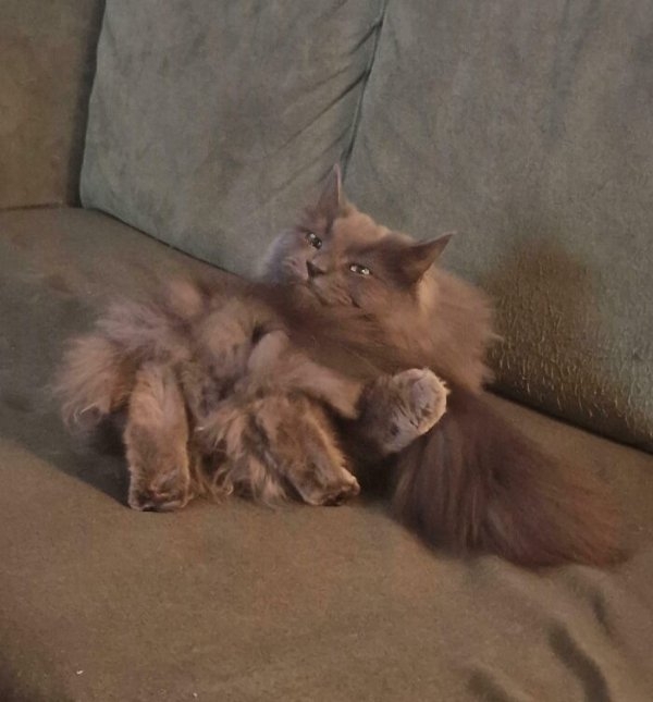 funnycats112_040