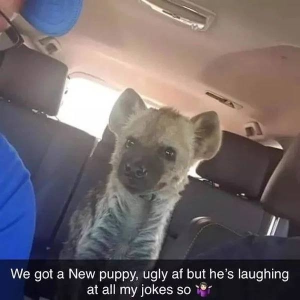 funnyjokes17_031