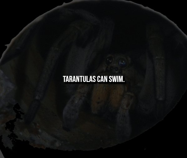 interestingfacts342_009