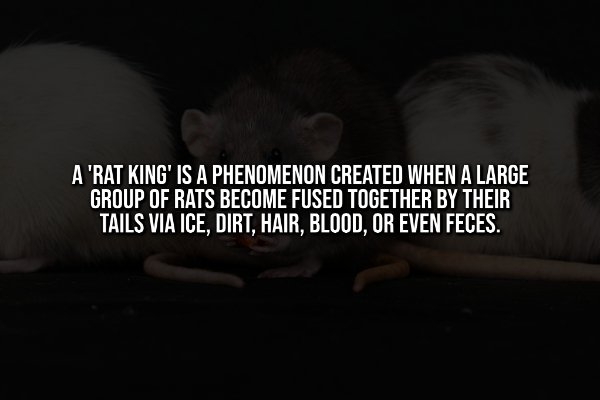 interestingfacts342_010