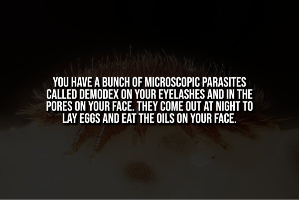 interestingfacts342_013