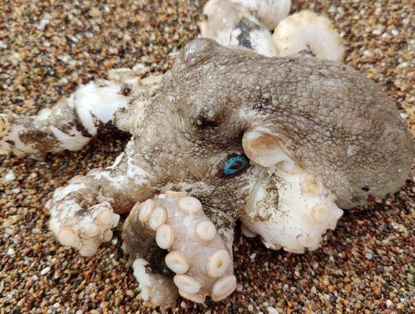 interestingfacts343_016